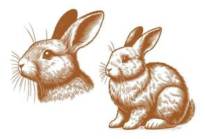 Rabbit vintage illustration design, isolated in white background vector
