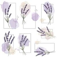 Lavender sprigs with muted watercolor splashes in minimal botanical style detailed illustration vector