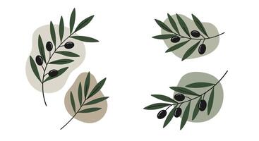 Olive branches with black olives in minimal flat design style featuring natural green tones and simple organic shapes illustration vector