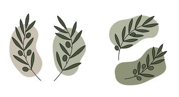 Olive branches with green leaves and black olives in flat minimal style natural decorative art vector