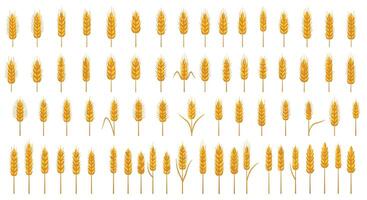 Collection of golden wheat ears in flat minimal style showing various shapes and sizes in neat rows illustration vector