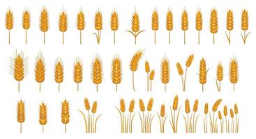 Various golden wheat stalks and ears in detailed flat style arranged in rows isolated on white background illustration vector
