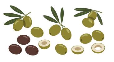 Green and black olives with leaves in flat minimal style detailed illustration vector
