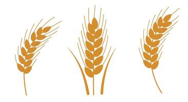 Three golden wheat ears in simple flat minimal design isolated on white background illustration vector