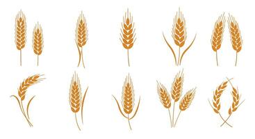 Collection of golden wheat ears in flat minimal design style showcasing various shapes and arrangements isolated on white background art vector