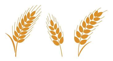 Three golden wheat ears in simple flat style with minimal detail isolated on white background illustration vector