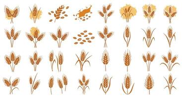 Various golden wheat ears and grains in flat detailed style isolated on white background illustration vector