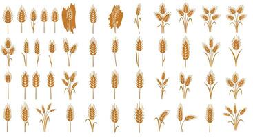 Various detailed golden wheat ear designs in flat style with diverse shapes and stages of growth art vector