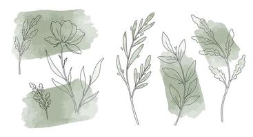 Delicate hand-drawn botanical leaves with soft green watercolor backgrounds in minimal illustration vector