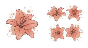 Pink lily flowers with delicate petals and stamens in minimal flat design with watercolor splashes illustration vector