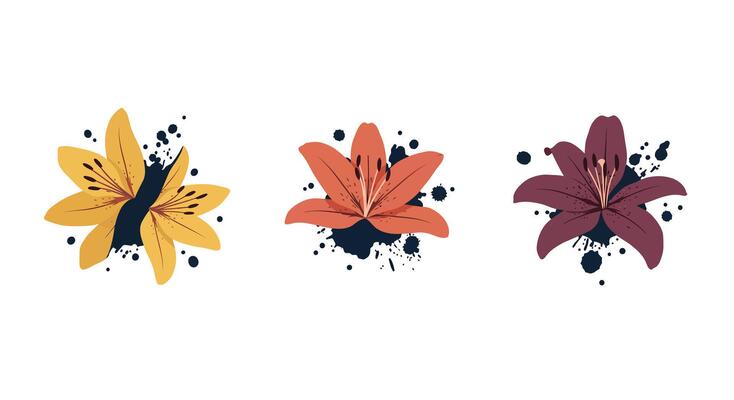 Three colorful lily flowers in flat minimal style with ink splatter details illustration