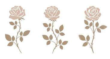 Three beige roses with stems and leaves in minimal flat design style illustration vector