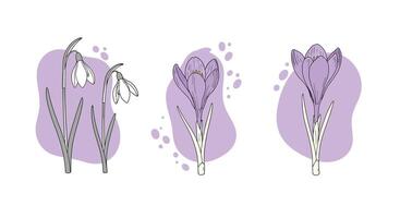 Delicate snowdrop and crocus flowers with purple abstract background flat minimal illustration vector