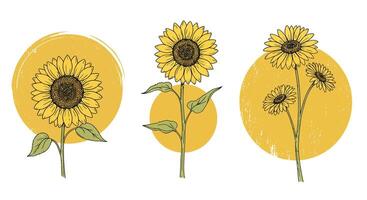 Three detailed sunflowers with leaves against yellow circular textured backgrounds in flat botanical art vector