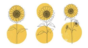 Three stylized sunflowers with abstract circular backgrounds in minimal flat design illustration vector