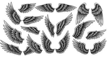 Detailed black and white bird wings set with various shapes and sizes in vintage engraving style illustration vector