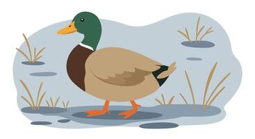Male mallard duck standing in shallow water with reeds and grass in flat minimal nature illustration vector