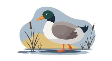 Mallard duck standing near water reeds in flat minimal nature scene illustration vector