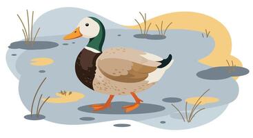 Mallard duck walking on a wetland surface with reeds and puddles flat minimal illustration vector