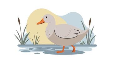 Grey duck standing in shallow water with cattail plants and soft natural background flat style illustration vector