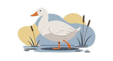 White duck walking near pond with cattail plants in minimal flat design illustration vector