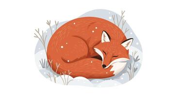 Red fox curled up sleeping in snowy winter landscape with sparse plants minimal flat illustration vector