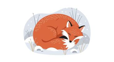 Red fox curled up sleeping in snowy winter landscape with dry grass minimal flat illustration vector