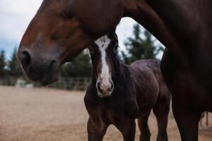 Close up of a Adorable foal with his mother on the farm. photo