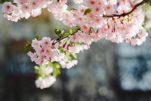 Delicate Cherry blossom branch on a street. Spring fresh, seasonal atmosphere. photo
