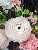 Macro shot of pale pink ranunculus with layered petals, accompanied by soft carnations and greenery. Perfect for floral, botanical or romantic themed. Closeup of delicate ranunculus bloom. Vertical photo