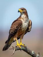 Juvenile Hawk Perching On Branch With Striking Plumage And Piercing Gaze photo