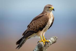 Snail Kite Bird Perched On Branch With Detailed Plumage And Sharp Claws photo