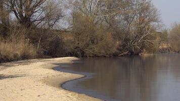 Sandy shore with spring vegetation photo