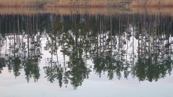 Reflection of pine forest on the surface of the river photo