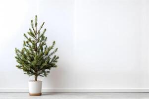 Potted evergreen tree placed in minimalist indoor setting with white wall with copy space. photo