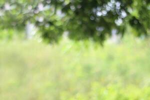 Blurry Tree green nature forest beautiful blur background and Bush leaves blurred hanging from the top of the picture photo