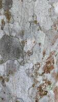 weathered and textured surface with cracks and natural patterns photo