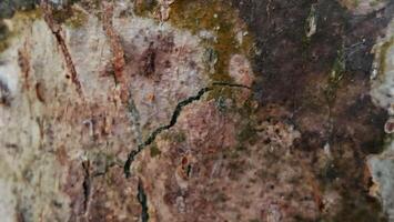 Closeup of tree bark showing texture, cracks, and natural patterns photo