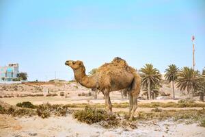 A camel standing gracefully in a desert. One humped camel in Tunisian village in arid environments among palm trees photo