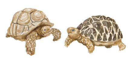 Watercolor set of turtle for logo, invitations and more vector