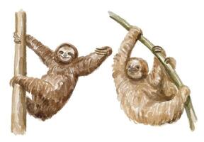 Watercolor set of sloth for logo, invitations and more vector