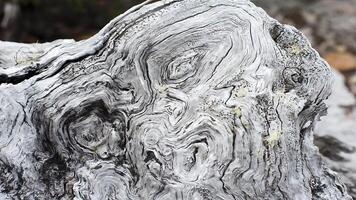 A close up of a tree trunk with a face on it photo