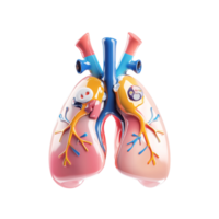 Anatomical 3D rendering of human lungs with bronchi and trachea on a transparent background Concept of respiratory system, pulmonary health, and medical illustration png