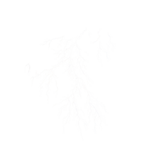 Dramatic white lightning strike on a transparent background, isolated electrical discharge with branching effect for weather and power concepts png