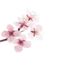 Delicate pink cherry blossom branch on a transparent background, symbolizing spring, renewal, and floral beauty for graphic design elements png