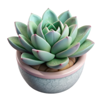 beautiful contemporary Succulent Arrangement Isolated on Transparent Background high resolution png