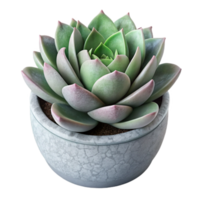 impressive creative Succulent Arrangement Isolated on Transparent Background png