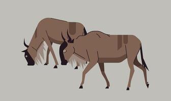 illustration of a wild buffalo couple, symbolizing strength, unity, and the power of wildlife vector