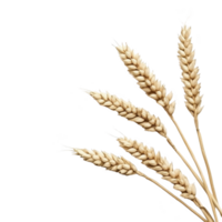 A Golden wheat stalks isolated transparency background, showcasing their natural texture and detail. image highlights agricultural beauty and simplicity of wheat, symbolizing harvest and abundance png