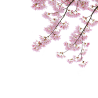 A Delicate pink cherry blossoms slender branches stand out against transparency background, creating striking contrast. flowers are full bloom, showcasing their intricate petals and natural beauty png